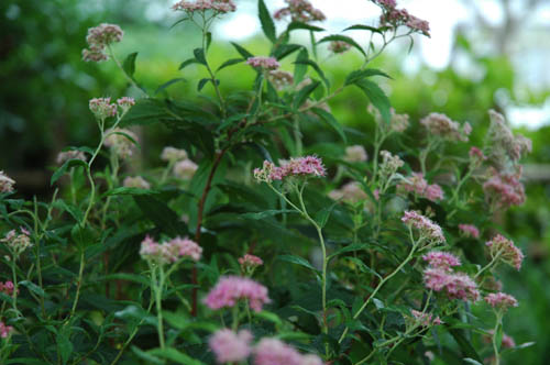 富山市 いたち川 花 写真 自然