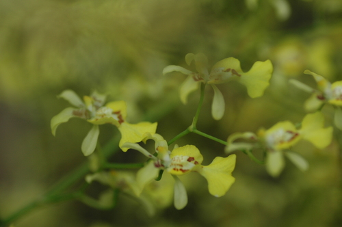 オレンジューム 中南米 富山市 植物園