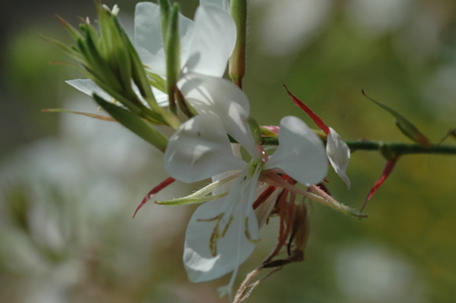 �ٻ��ԡ������������