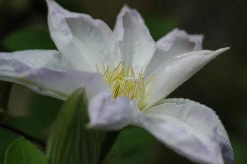 Ŵ���ٻ��ԡ���������֡�