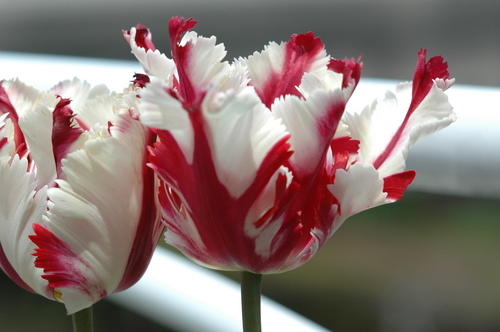 ���塼��åס��ٻ��ԡ������������������ȥɥ�