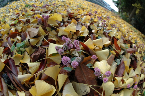 �ٻ��ԡ�������������祦