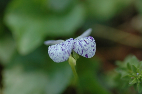 �ٻ��ԡ����������ʪ��5��