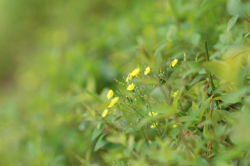 ��������ٻ��ԡ��˥���nikon