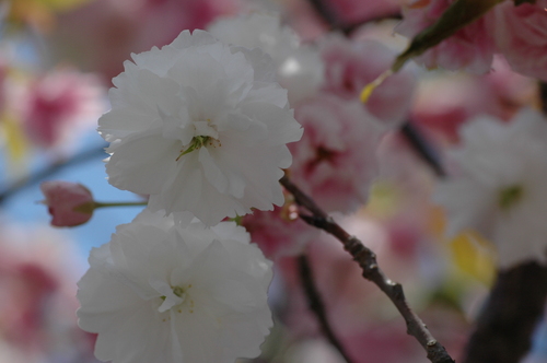 �ٻ��������������