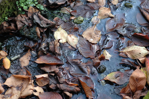 落ち葉 富山市 紅葉