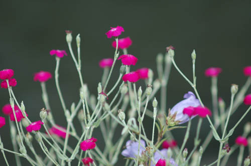 富山市 いたち川 花 写真