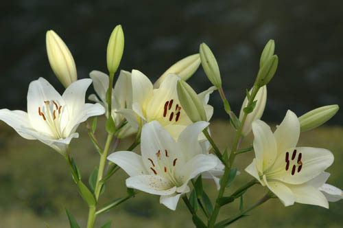 富山市 いたち川 散歩 写真