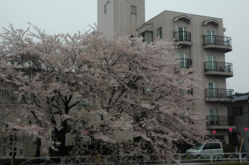 �����ٻ��ԡ���������