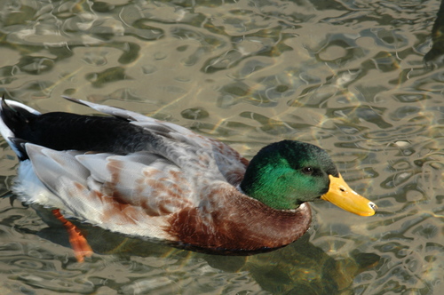 �ٻ��ԡ����������������