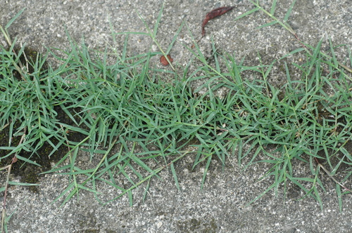 �ٻ��ԡ������������