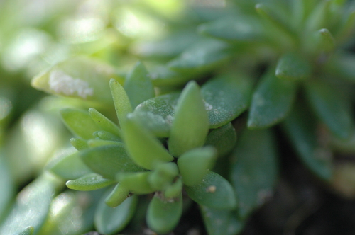 富山市 いたち川 2月 観葉植物