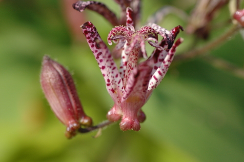 ��������ٻ��ԡ���ʪ