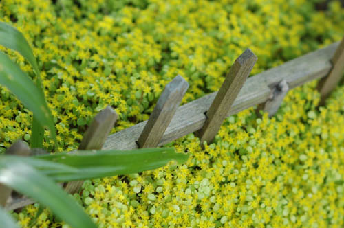 富山市 いたち川 花 写真