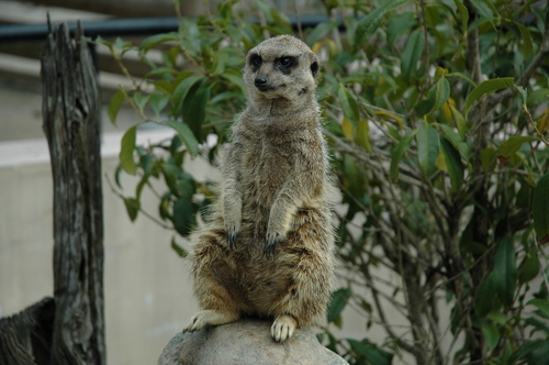 �ٻ��ԡ��ե��ߥ꡼�ѡ���