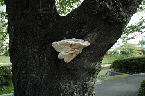 �ٻ��ԡ��͵����ݥåȡ����������󥰡���������