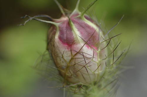 �ٻ��ԡ���������ޥ�����nikon�������