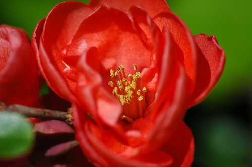 �ڱ����ܥ�����������ٻ��ԡ�