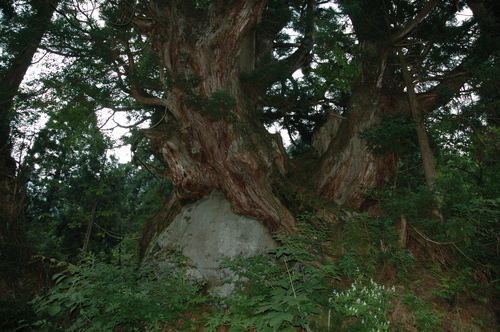 縄文杉 杉 富山