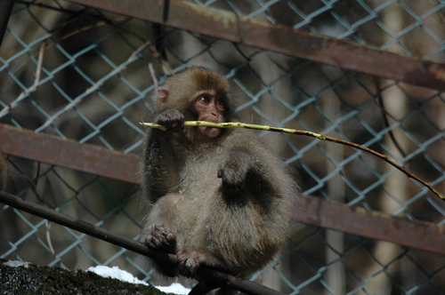 �ͥ����㡼�����ƥ��ݥåȡ��ٻ���