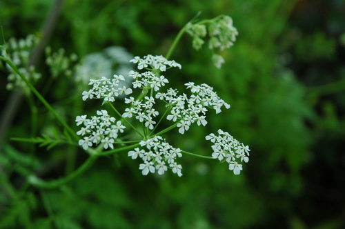 ��������ٻ��ԡ��ٻ������֡������ȥɥ�