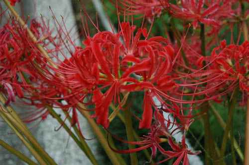 �ٻ��ԡ��͵����ݥåȡ����������󥰡���������