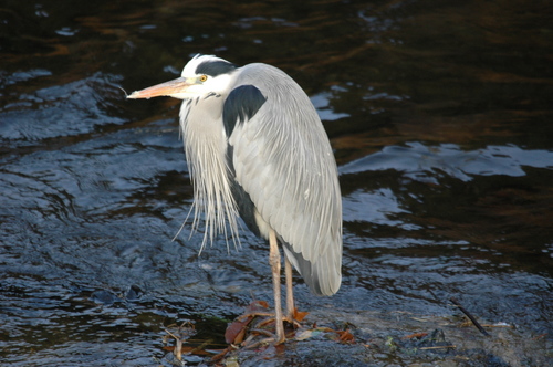 �ٻ��ԡ��������������