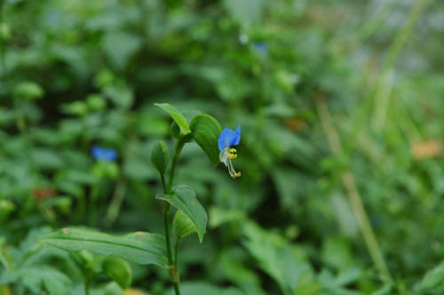 �ٻ��ԡ��͵����ݥåȡ����������󥰡���������