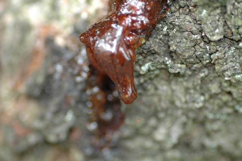 ��������ٻ��ԡ���