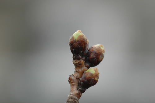 3��17��������鲡�����