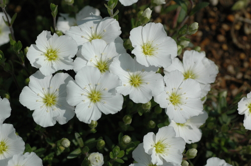 �ٻ��ԡ��֡��̿����ޥ���