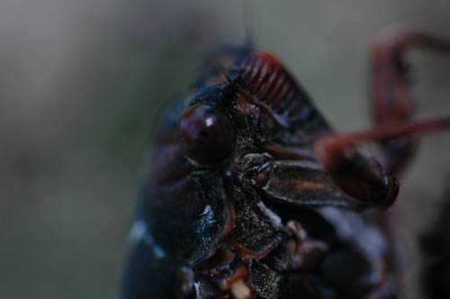 富山市 人気スポット ウオーキング いたち川