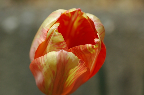 富山市 いたち川 チューリップ 富山県 県花