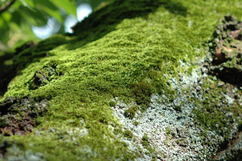 富山市 いたち川 花 写真