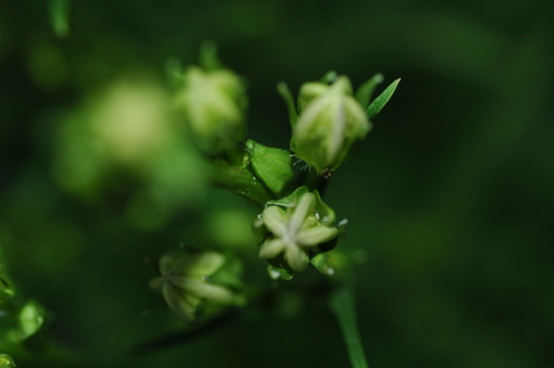 �ٻ��ԡ���������Ƴ�ȯ���͵�