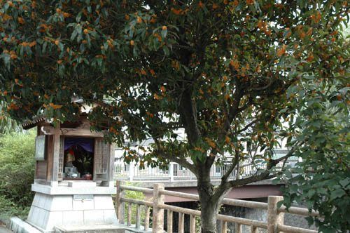 �ٻ��ԡ��͵����ݥåȡ����������󥰡���������