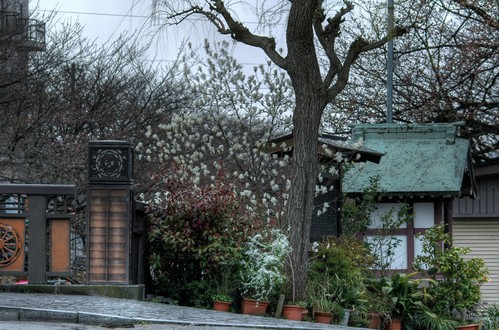 富山市 木蓮 いたち川 植物写真