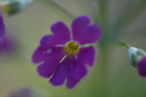 �ץ���ޥ饳���ǥ����ٻ��ԡ�2���������