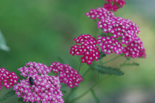 富山市 いたち川 散歩 写真