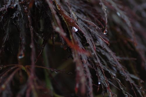 富山市 梅雨 紅葉