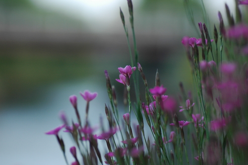いたち川 花写真 ニコン nikon