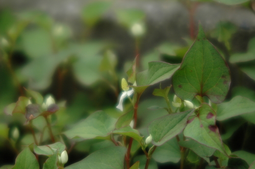 ��ʪ������������Ȳ����ٻ��ԡ�