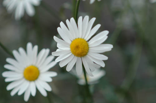 いたち川花11 6月