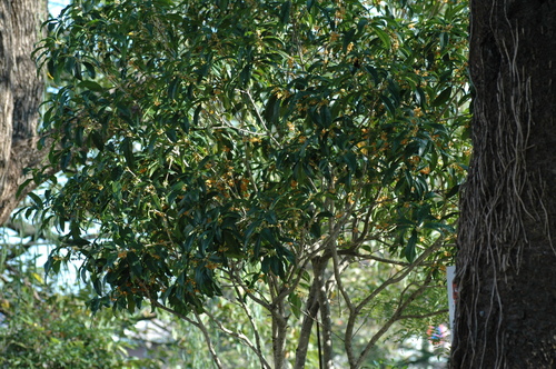 ���ںԡ�����⥯�������ٻ��ԡ���������