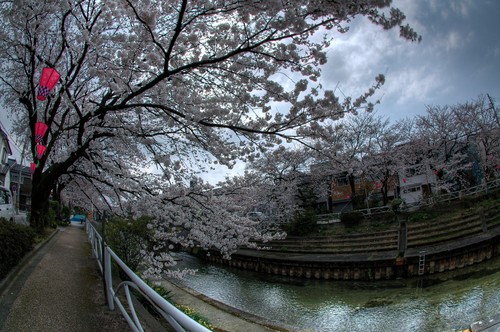 桜 花見 富山市 いたち川