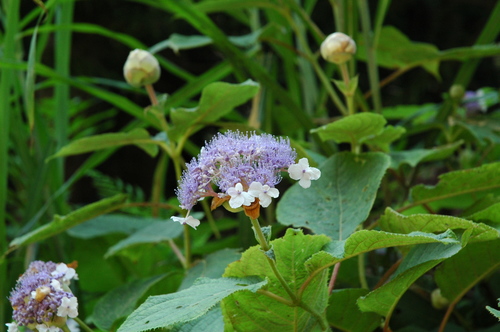 �̻��۲֡����ޥ����������ٻ���