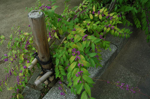 �ٻ��ԡ��͵����ݥåȡ����������󥰡���������