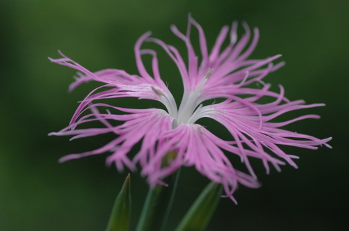 ��ʪ����������ޥ������˥��󡡥������