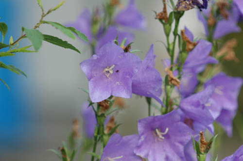いたち川花6 6月