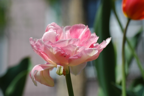 �ٻ��ԡ�����������塼��åס��ٻ���������